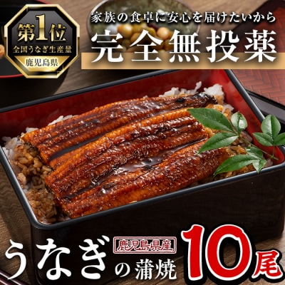  鹿児島県産うなぎ蒲焼 (1尾あたり136g〜155g×10尾、タレ・山椒付き)