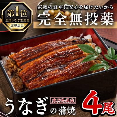 鹿児島県産うなぎ蒲焼 (1尾あたり136g〜155g×4尾、タレ・山椒付き)