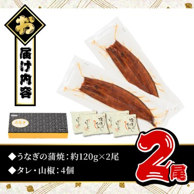 無投薬!鹿児島県産うなぎ蒲焼セット<定番>(計240g以上・ 約120g×2尾) 