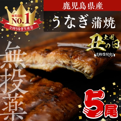 〈丑の日先行受付中!〉鹿児島県産うなぎ蒲焼 (1尾あたり136g〜155g×5尾、タレ・山椒付き