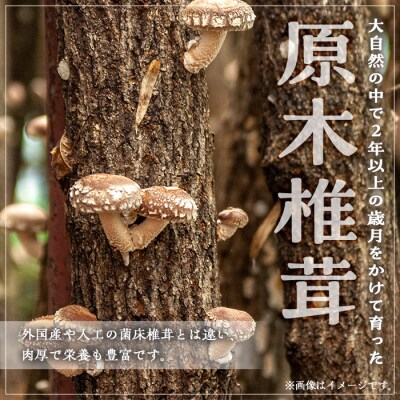 ギフト用 乾しいたけ (120g)