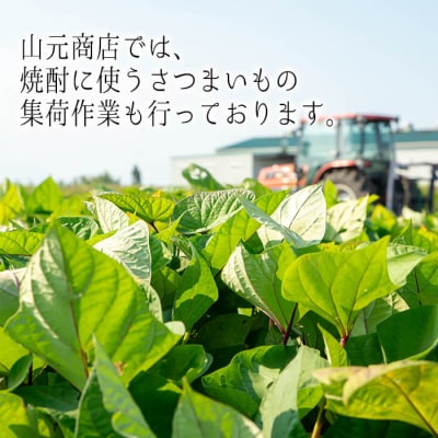 芋・麦飲み比べ!3種セット (サントリー大隅芋・麦 各900ml・いわがわ 720ml)