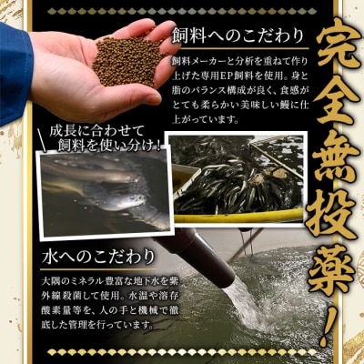 無投薬!鹿児島県産うなぎ蒲焼セット〈定番〉(10尾 計1.2kg)