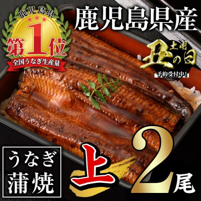 <丑の日先行受付中!>無投薬!鹿児島県産うなぎ蒲焼セット<上>(計280g以上 約140g×2)
