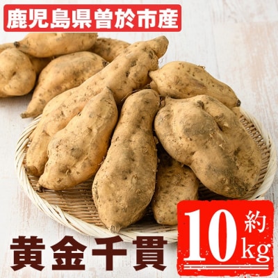 【先行受付】黄金千貫(10kg)