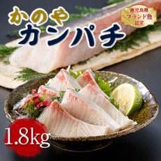 カンパチ1.8kg 半身 刺身 鹿児島県認定ブランド魚「かのやカンパチ」