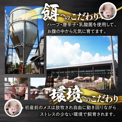 鹿児島県 鹿屋産 さかし豚 バラ スライス 1.4kg  真空 小分け 2043