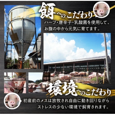 【毎月定期便】鹿児島県 鹿屋産 さかし豚 3種盛 A 3.3kg 真空包装 小分け全3回