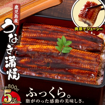 【鹿児島産】地下水で育てた うなぎ 蒲焼 160g×5尾 2442(鹿屋市)