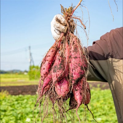 鹿児島県鹿屋産　紅はるか　9kg(2Lサイズ)(鹿屋市)
