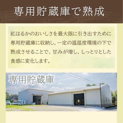 鹿児島県鹿屋産　紅はるか　9kg(2Lサイズ)(鹿屋市)