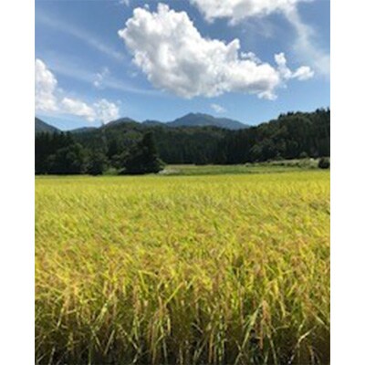 2023年4月発送開始『定期便』　七谷産コシヒカリ5kg×1袋全6回