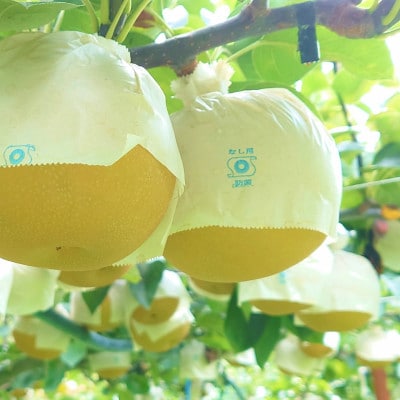 【2025年先行予約】新潟県産和梨 あきづき 約3kg《9月中旬以降配送》