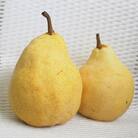 【先行受付】西洋梨(ル・レクチェ)　約2kg