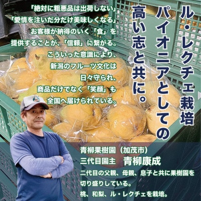 「青柳果樹園のルレクチェ」 西洋梨 秀品贈答用 2kg(5～7玉)|ふるさと納税 冬限定新潟の味覚