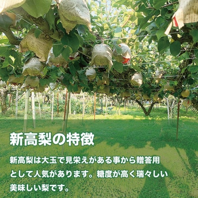 「青柳果樹園の和梨」新高 贈答用 2kg(3～5大玉)|ふるさと納税 甘くてみずみずしい旬の味覚