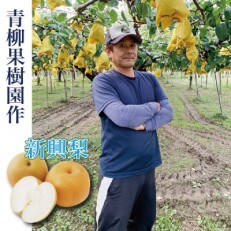 青柳果樹園の和梨 新興 贈答用 2kg(3〜5大玉)
