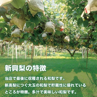 「青柳果樹園の和梨」新興 贈答用 3kg(4～6大玉)|ふるさと納税 甘くてみずみずしい旬の味覚