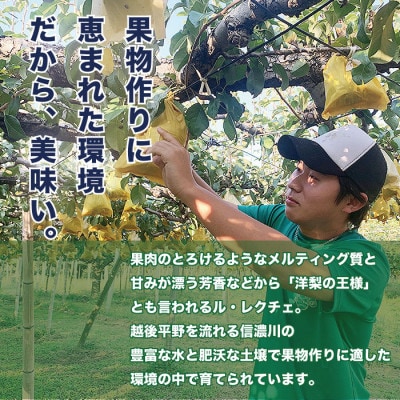 「青柳果樹園のルレクチェ」 西洋梨 良品家庭用 2kg(5～7玉)|ふるさと納税 冬限定新潟の味覚