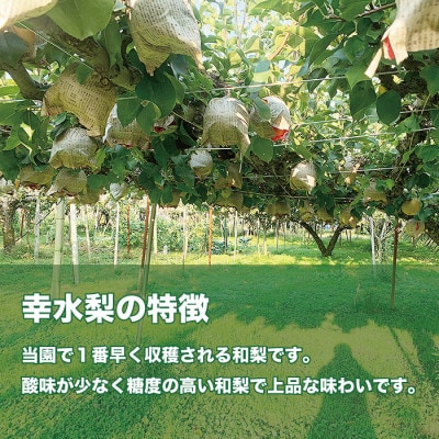 「青柳果樹園の和梨」幸水 贈答用 3kg(5～9玉)|ふるさと納税 甘くてみずみずしい旬の味覚