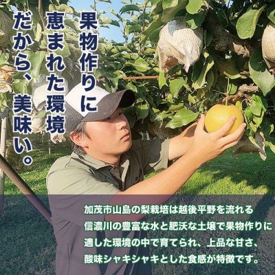 「青柳果樹園の和梨」幸水 贈答用 5kg(10～14玉)|ふるさと納税 甘くてみずみずしい旬の味覚