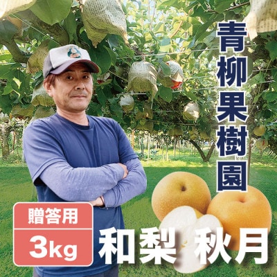 「青柳果樹園の和梨」あきづき 贈答用 3kg(5～9玉)|ふるさと納税 甘くてみずみずしい旬の味覚