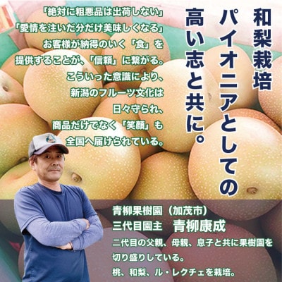 「青柳果樹園の和梨」あきづき 贈答用 3kg(5～9玉)|ふるさと納税 甘くてみずみずしい旬の味覚