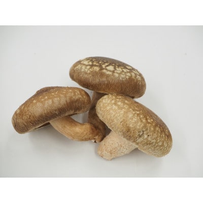 加茂市の生しいたけ約1.2kg(24～32個)