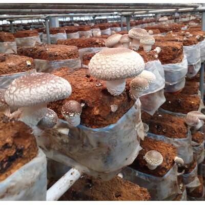 新潟加茂の地酒マスカガミ飲み比べ300ml 3本と生しいたけ約600g