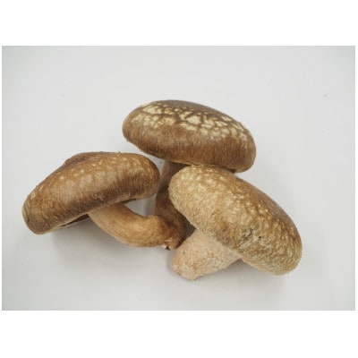 加茂市の生しいたけ約1kg(20～30個)