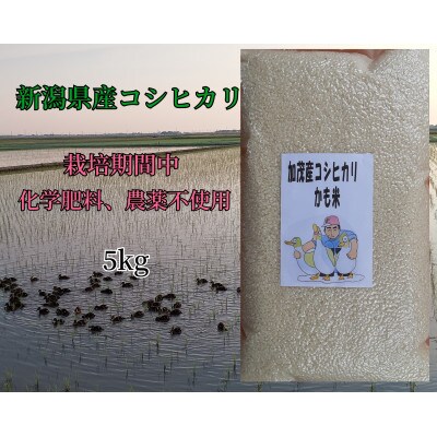 新潟県加茂産コシヒカリ「かも米」真空パック　5kg