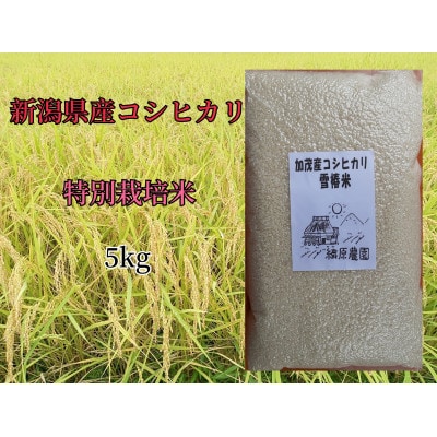 新潟県加茂産コシヒカリ「雪椿米」真空パック　5kg