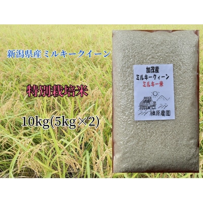 新潟県加茂産ミルキークィーン「ミルキー米」真空パック　10kg