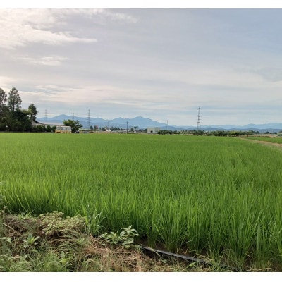新潟県加茂産ミルキークィーン「ミルキー米」真空パック　10kg