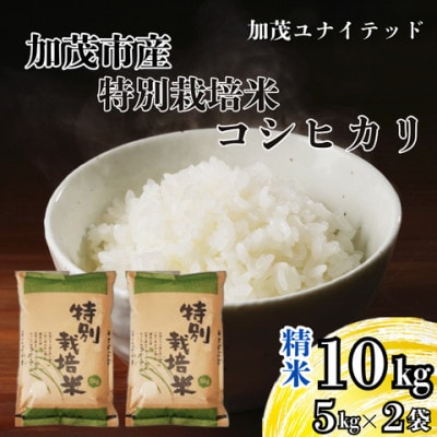 【先行予約】令和8年産　特別栽培米コシヒカリ　精米　10kg(5kg×2袋)