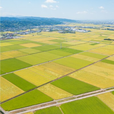 【発送月固定定期便】新之助 精米2kg　4月上旬より順次発送全6回