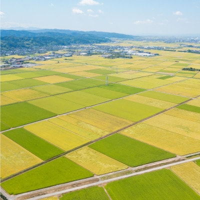 【発送月固定定期便】新之助 精米5kg　4月上旬より順次発送全6回