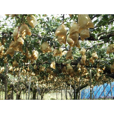 【贈答用】西洋梨 ル・レクチェ 4kg(9～12玉)《12月上旬～順次発送》新潟県加茂市 樋口農園