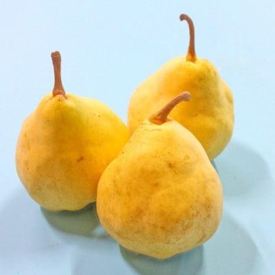 【贈答用】西洋梨 ル・レクチェ 1kg(3玉)《12月上旬～順次発送》新潟県加茂市 樋口農園