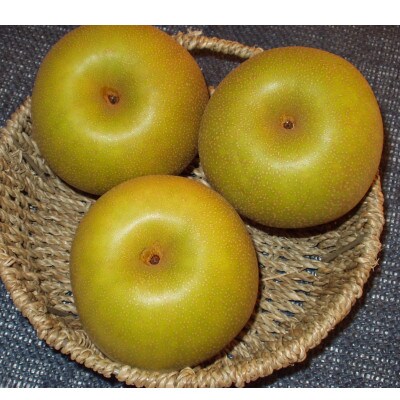 【贈答用】日本梨幸水5kg(10～16玉)《8月中旬～順次発送》新潟県加茂市 樋口農園