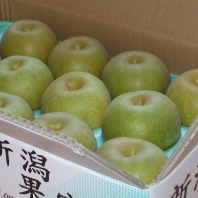 【贈答用】日本梨幸水5kg(10～16玉)《8月中旬～順次発送》新潟県加茂市 樋口農園