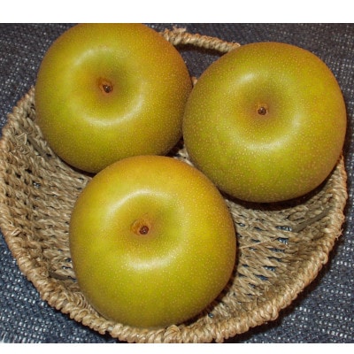 【家庭用】日本梨幸水3kg(6～9玉)《8月中旬～順次発送》新潟県加茂市 樋口農園