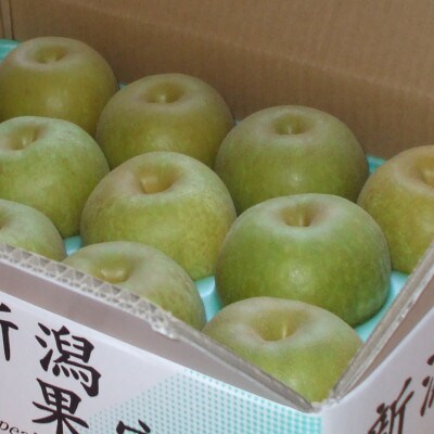 【家庭用】日本梨幸水3kg(6～9玉)《8月中旬～順次発送》新潟県加茂市 樋口農園