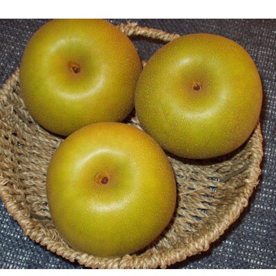【家庭用】日本梨幸水5kg(10～16玉)《8月中旬～順次発送》新潟県加茂市 樋口農園