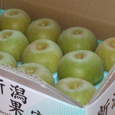【家庭用】日本梨幸水5kg(10～16玉)《8月中旬～順次発送》新潟県加茂市 樋口農園