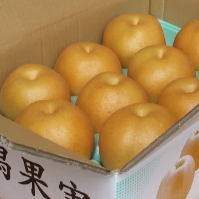 【贈答用】日本梨豊水3kg(6～9玉)《9月上旬～順次発送》新潟県加茂市 樋口農園