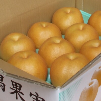 【贈答用】日本梨豊水5kg(9～14玉)《9月上旬～順次発送》新潟県加茂市 樋口農園