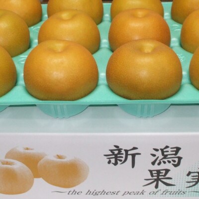 【贈答用】日本梨豊水5kg(9～14玉)《9月上旬～順次発送》新潟県加茂市 樋口農園