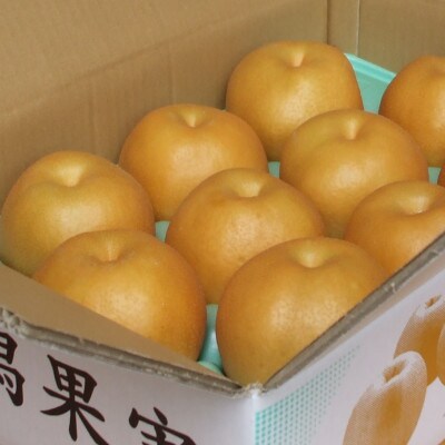 【家庭用】日本梨豊水3kg(6～9玉)《9月上旬～順次発送》新潟県加茂市 樋口農園