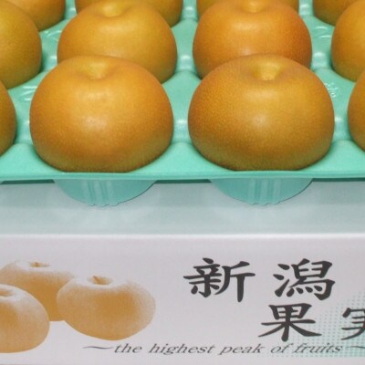 【家庭用】日本梨豊水3kg(6～9玉)《9月上旬～順次発送》新潟県加茂市 樋口農園